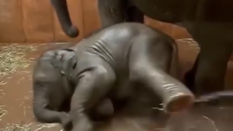 CUTE ELEPHANT BABY 👶/ NEW BORN / CUTE