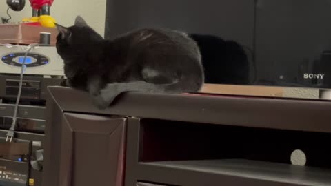 Adopting a Cat from a Shelter Vlog - Cute Precious Piper Protects the Media Equipment