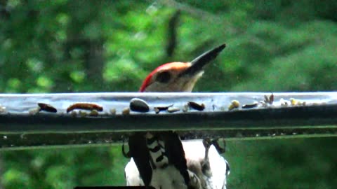 Red-bellied woodpecker and Dove