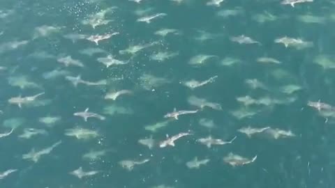 Terrifying moment HUGE shoal of sharks surround oil rig