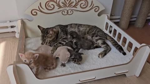 mama cat asking for help for kitten