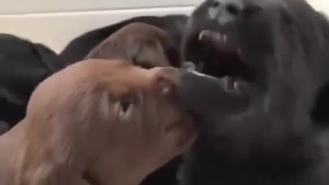 Dog funny video