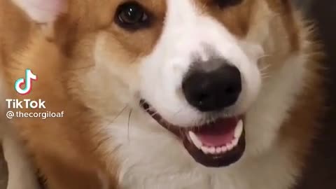 thecorgiloaf