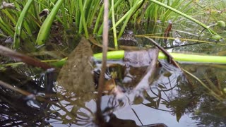 Water Snake