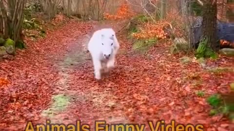 The Baby Horse Is Roaming In l The forest happily - Wonderful Animals Video #shorts #animals #viral