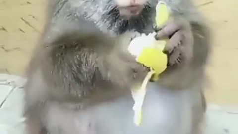 baby monkey eating banana is so cute