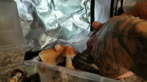 Growing Mushrooms at home