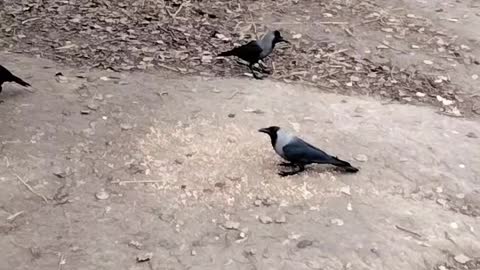 Bird Crow Sound Effect Video By Kingdom Of Awais