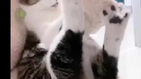 very funny video of cats