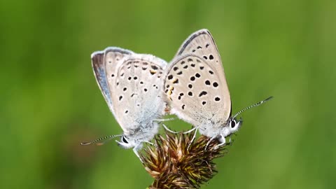 Enchanting Butterfly Beauty - A Delicate Dance on Tree Branches 🦋