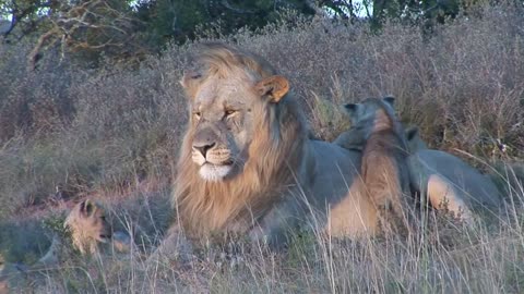 Male lion playing with cubs at Shamwari