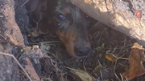 Helping Rosie the Mini Dachshund Lost in a Rabbit Hole