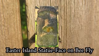Tiger Bee Fly Back Looks like Face of Easter Island Statue