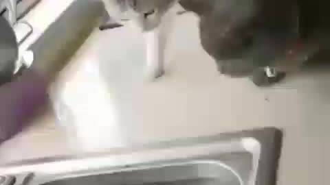 cats playing with fish so funny 🤣🤣