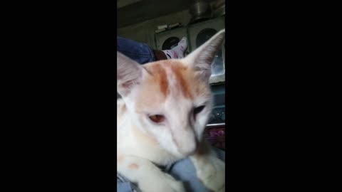 My pet kitty are so good look at me !! part -2