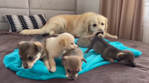 Adorable Golden Retriever Reaction to 5 Puppies!