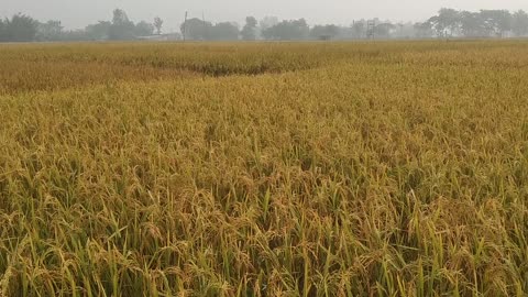 Indian Natural Paddy