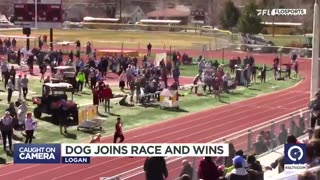 News Break: Dog Joins Race and Wins.