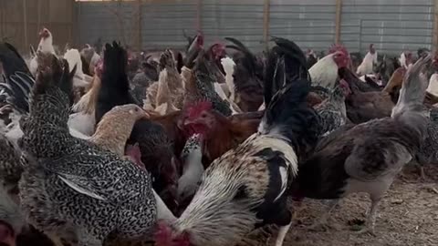Hens , thousand of hens , funny video , best video