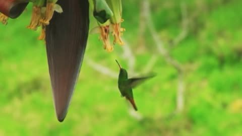 Hummingbird on the banana tree