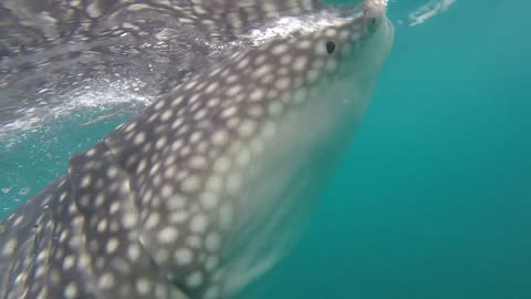 Whale shark almost eats scuba diver