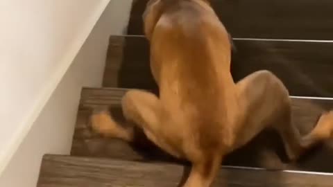 Dog has problems with the stairs