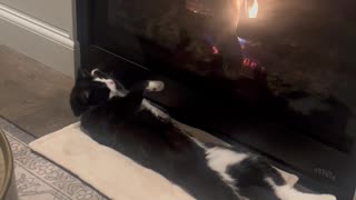 Bowtie-Wearing Cat Relaxes by the Fireplace