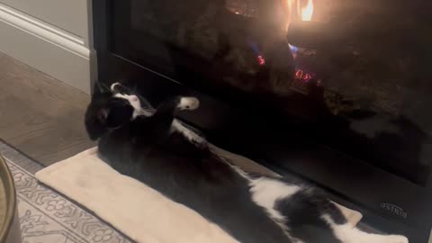 Bowtie-Wearing Cat Relaxes by the Fireplace