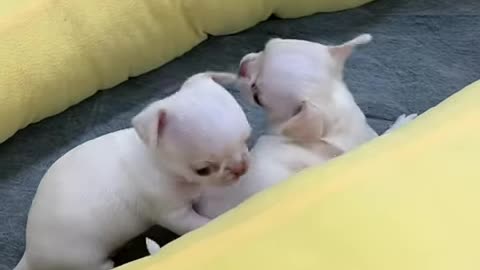 Adorable Puppies Teasing Each Other❤️❤️ #shorts #puppy #cutepets