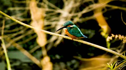 Very Cute kingfisher