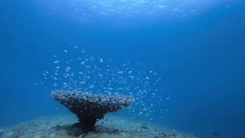 Underwater Okinawa: Green Damselfish