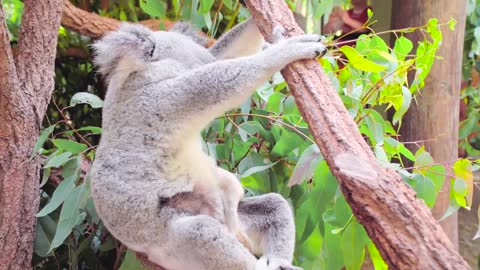 Koala joey adorable-ness at Australia