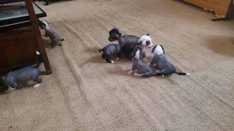 Chinese Crested Puppies Playing