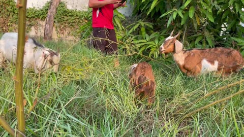 Goat eat food, so cute goat at rice field (3)