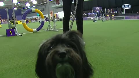 Check out the best of the 2019 WKC Masters Agility Championship | FOX SPORTS
