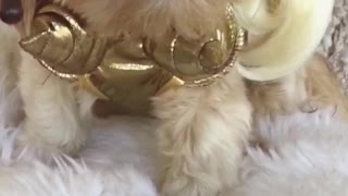 Shih Tzu expressing herself in Madonna Halloween Dog costume