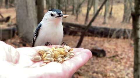 Majestic Video Footage of Hand-Feeding the White-Breasted Nuthatch in Slow Motion