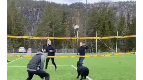 Dog playing volleyball