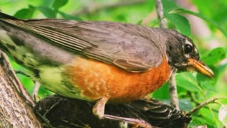 orange thrush