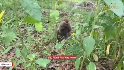 Beaver sounds like human baby