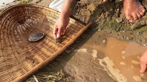 Amazing Catching Turtles in the Nest and Fishing Betta fish Lobster in a lake near the village-10