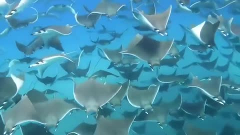 Massive migration of Mobula Rays 💫