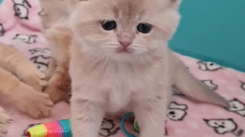 The cutest kittens 🥰 | British Shorthair