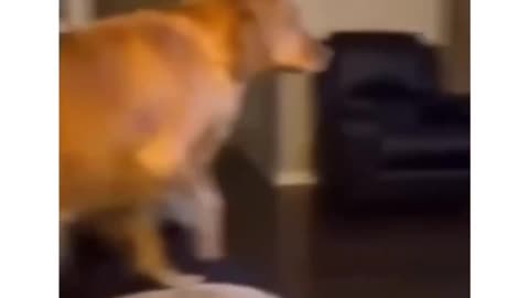 Furry Follies: Cats and Dog's Rib-Tickling Shenanigans Unleashed