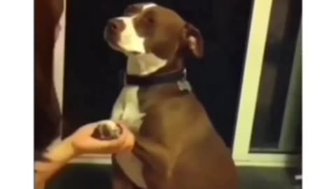 The Most Dramatic Performance You've Ever Seen By A Dog!
