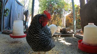 Backyard Chickens Relaxing Coop Activity Sounds Noises ASMR!