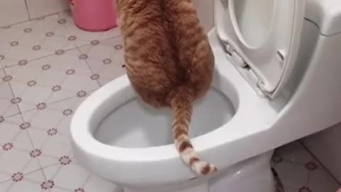My Cat Toilet Style🤣😷 Funny Cat 🐶😁