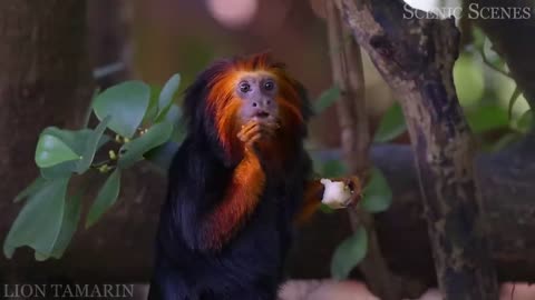 Amazon Rainforest in 4K+The Heart of the Jungle+ Wildlife Experience