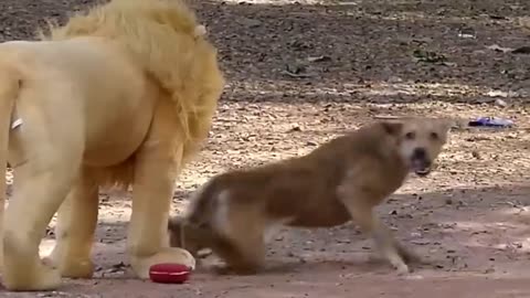 Troll Prank Dog Funny & fake Lion and