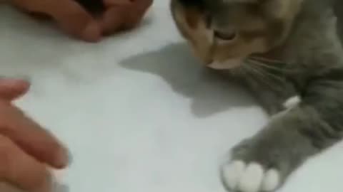 This cat is a quick learner